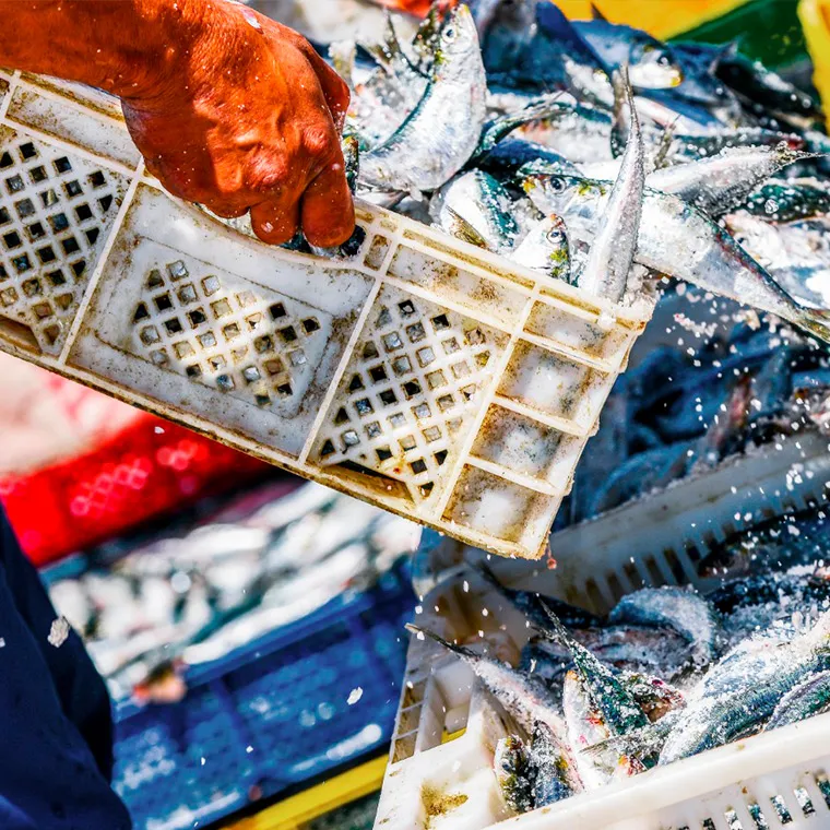 Pescando en mar chileno